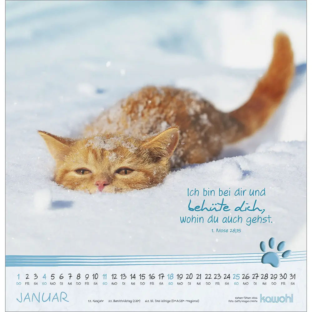 Bild: 9783754829868 | Katzen-Tatzen 2026 | Kalender | Spiralbindung | 14 S. | Deutsch | 2026