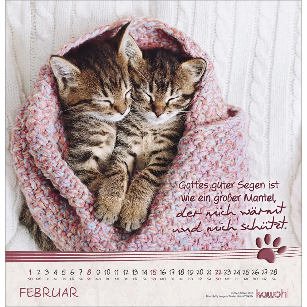 Bild: 9783754829868 | Katzen-Tatzen 2026 | Kalender | Spiralbindung | 14 S. | Deutsch | 2026