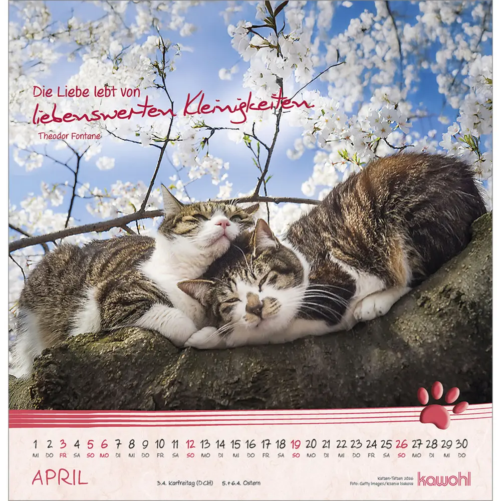 Bild: 9783754829868 | Katzen-Tatzen 2026 | Kalender | Spiralbindung | 14 S. | Deutsch | 2026