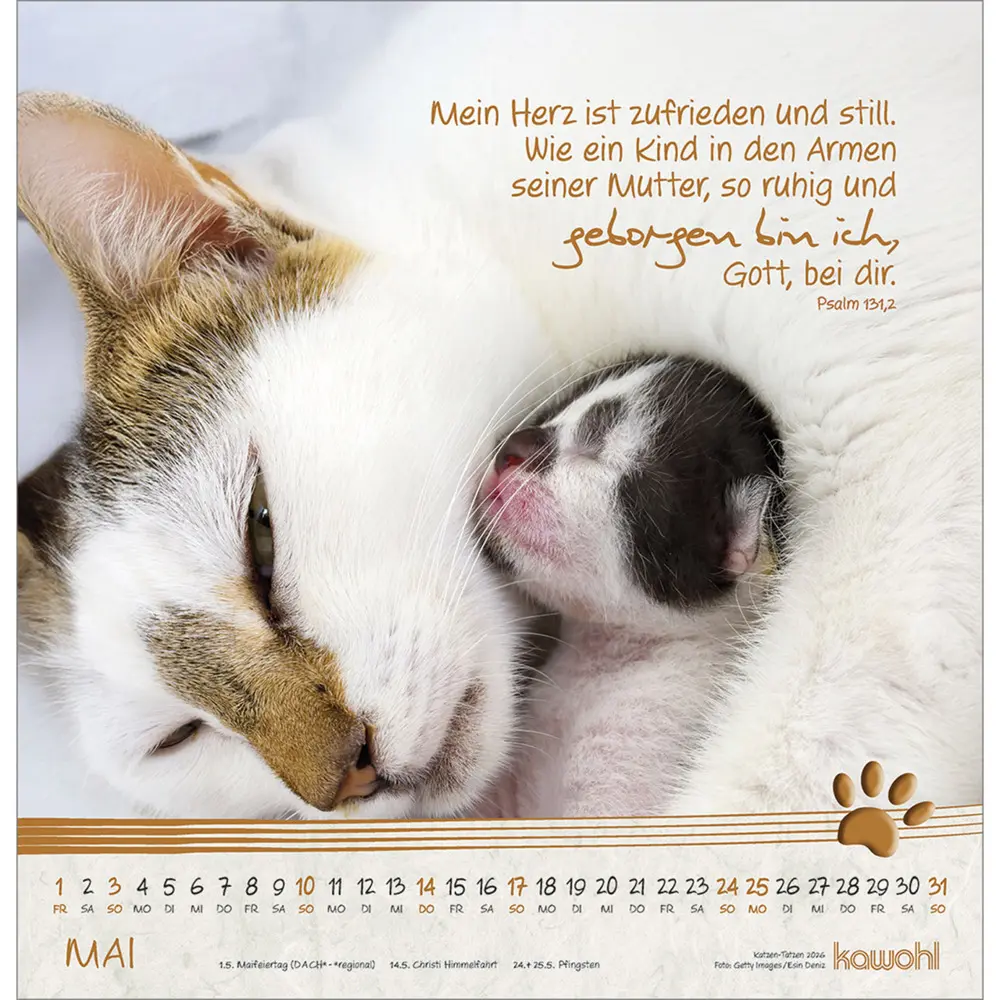 Bild: 9783754829868 | Katzen-Tatzen 2026 | Kalender | Spiralbindung | 14 S. | Deutsch | 2026