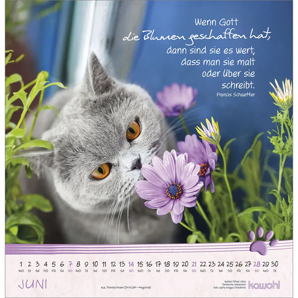 Bild: 9783754829868 | Katzen-Tatzen 2026 | Kalender | Spiralbindung | 14 S. | Deutsch | 2026