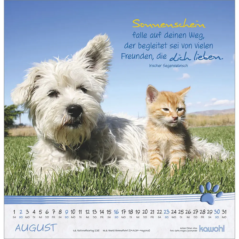 Bild: 9783754829868 | Katzen-Tatzen 2026 | Kalender | Spiralbindung | 14 S. | Deutsch | 2026