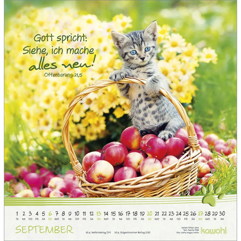 Bild: 9783754829868 | Katzen-Tatzen 2026 | Kalender | Spiralbindung | 14 S. | Deutsch | 2026