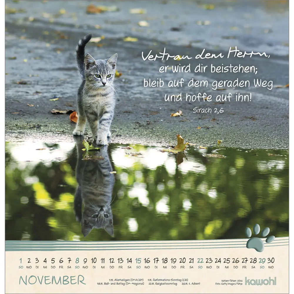 Bild: 9783754829868 | Katzen-Tatzen 2026 | Kalender | Spiralbindung | 14 S. | Deutsch | 2026