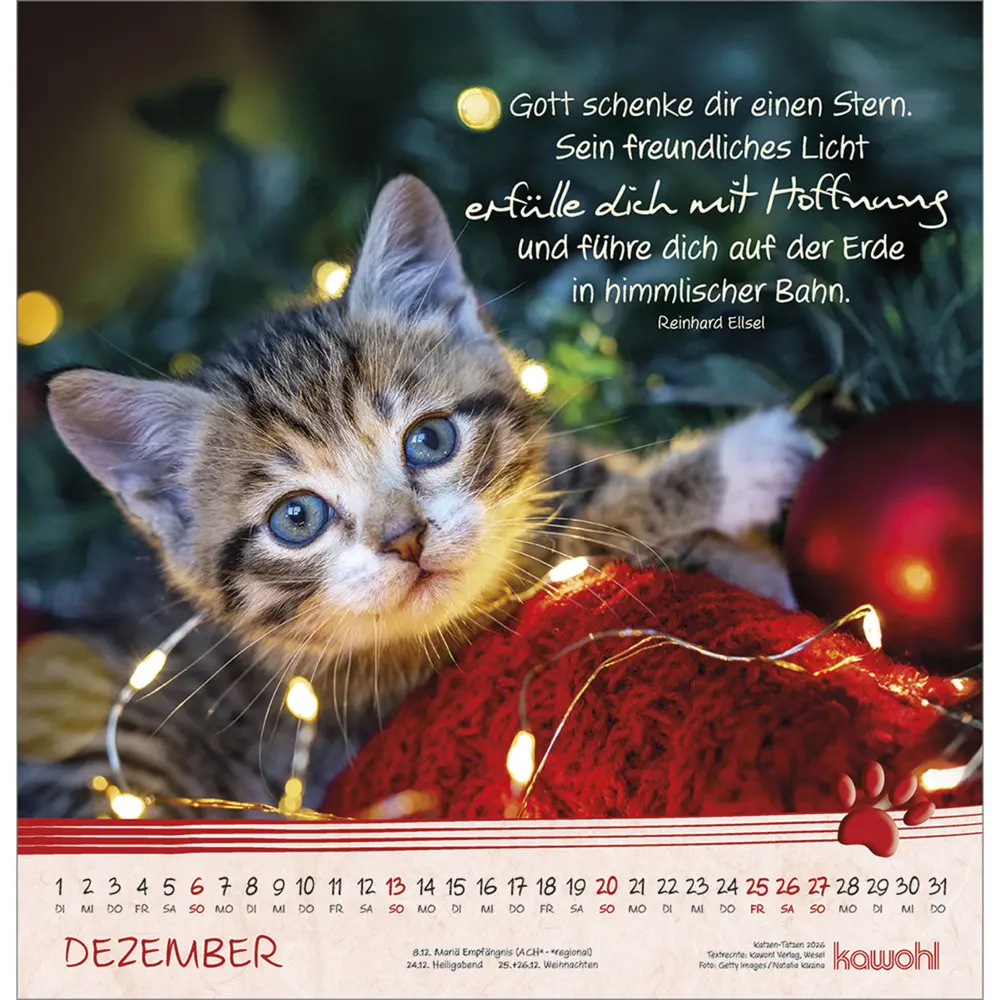 Bild: 9783754829868 | Katzen-Tatzen 2026 | Kalender | Spiralbindung | 14 S. | Deutsch | 2026