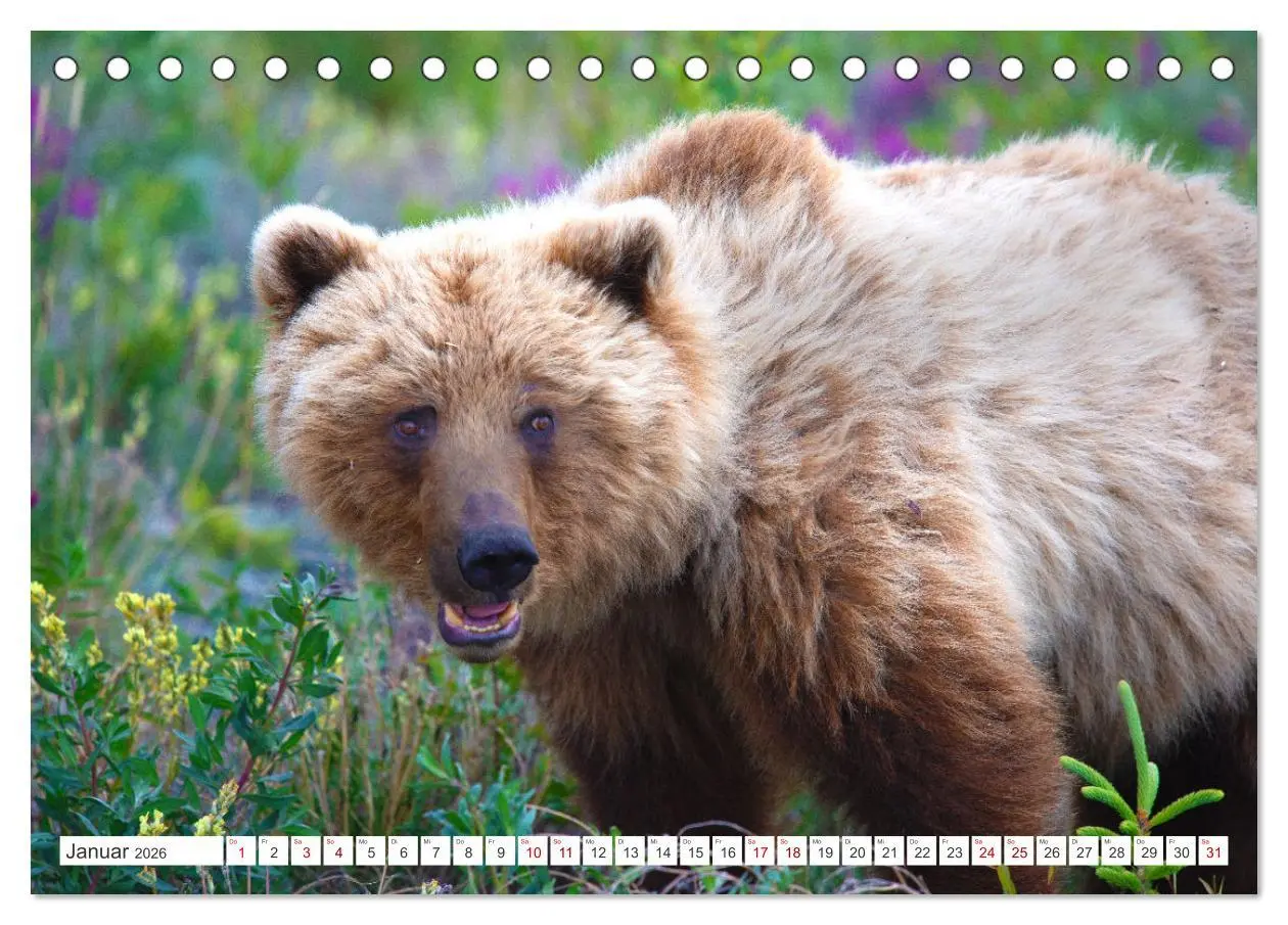 Bild: 9783457509968 | KANADA - Die Bären der Rocky Mountains (Tischkalender 2026 DIN A5...