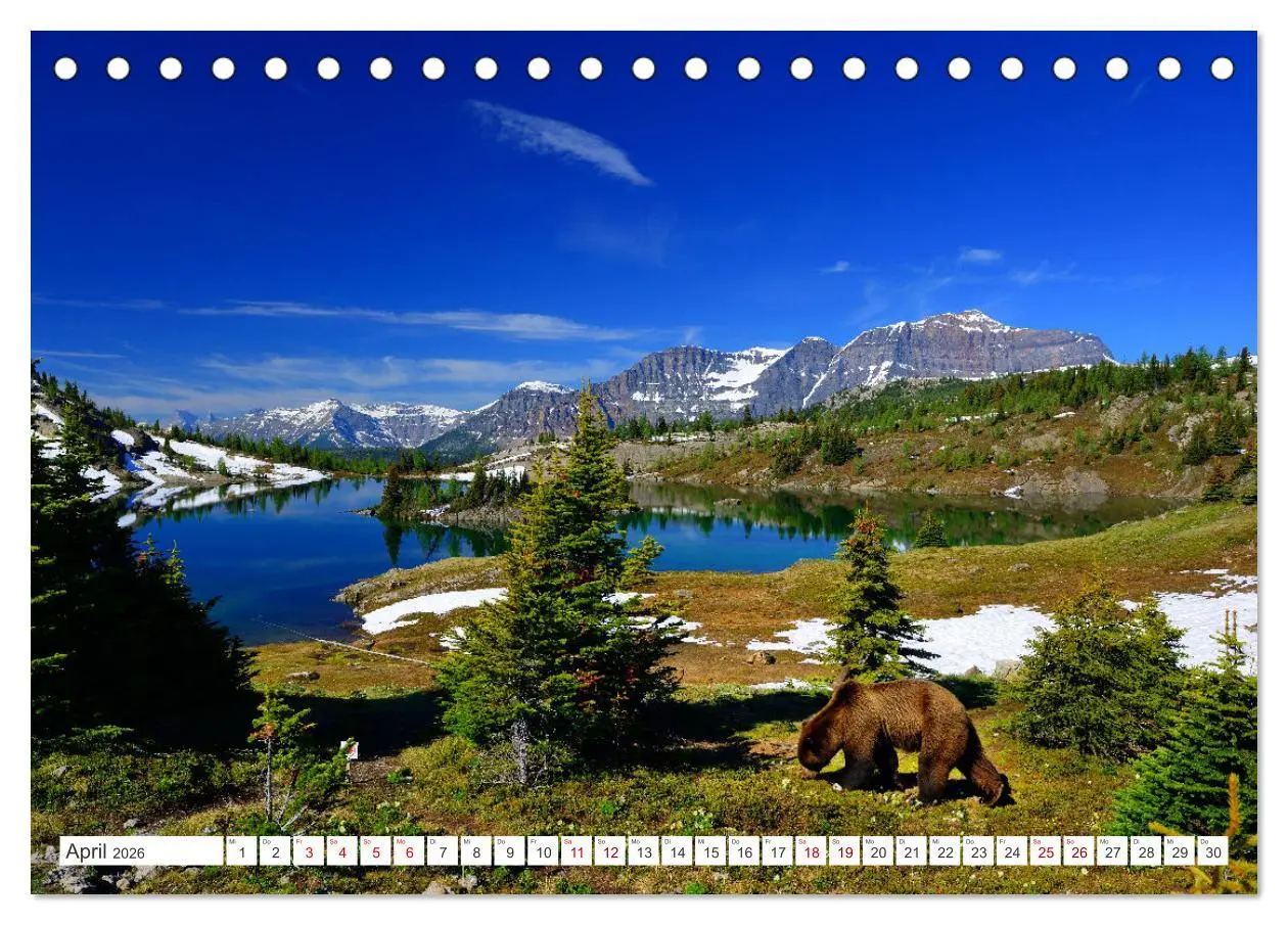 Bild: 9783457509968 | KANADA - Die Bären der Rocky Mountains (Tischkalender 2026 DIN A5...