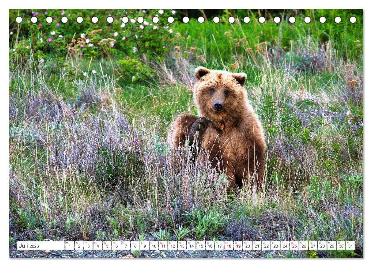 Bild: 9783457509968 | KANADA - Die Bären der Rocky Mountains (Tischkalender 2026 DIN A5...