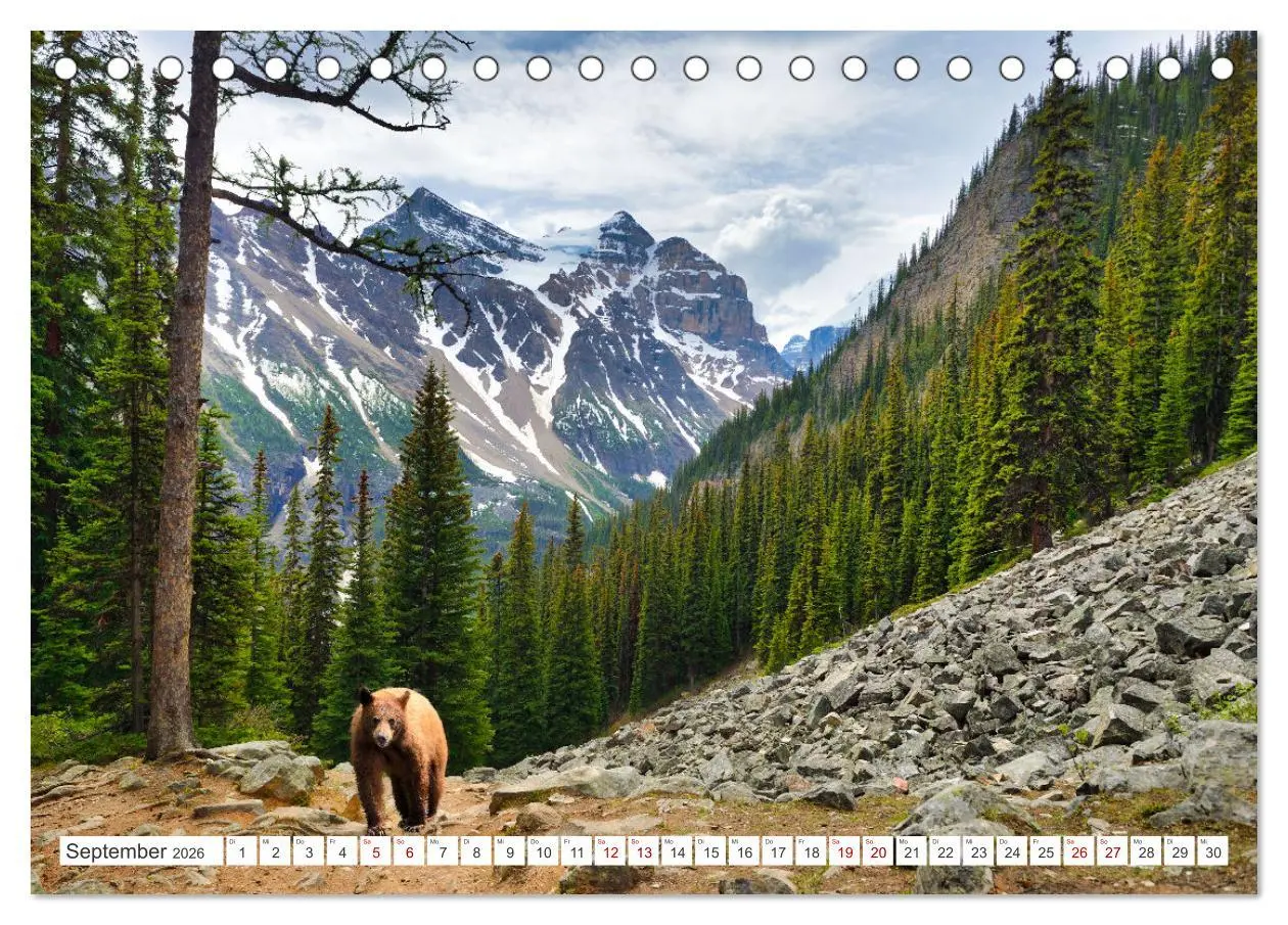 Bild: 9783457509968 | KANADA - Die Bären der Rocky Mountains (Tischkalender 2026 DIN A5...