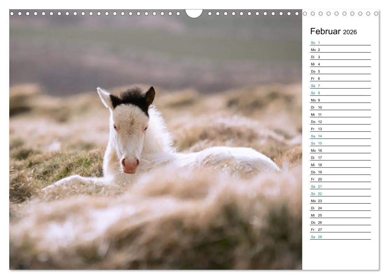 Bild: 9783457620069 | Islandpferde Kalender - Pferde von der Insel aus Feuer und Eis...