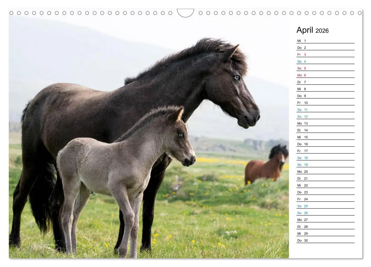 Bild: 9783457620069 | Islandpferde Kalender - Pferde von der Insel aus Feuer und Eis...