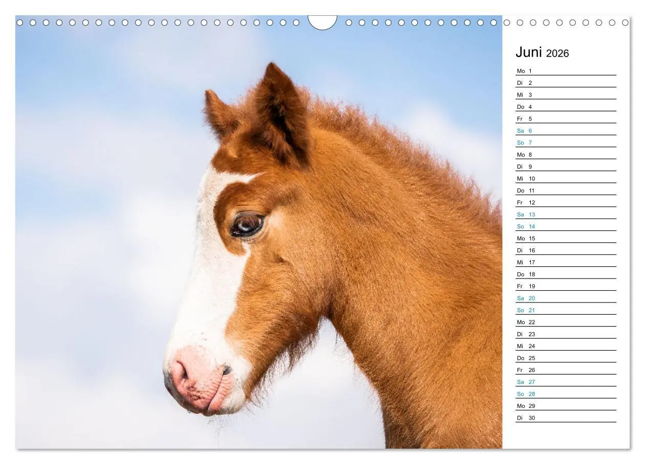 Bild: 9783457620069 | Islandpferde Kalender - Pferde von der Insel aus Feuer und Eis...