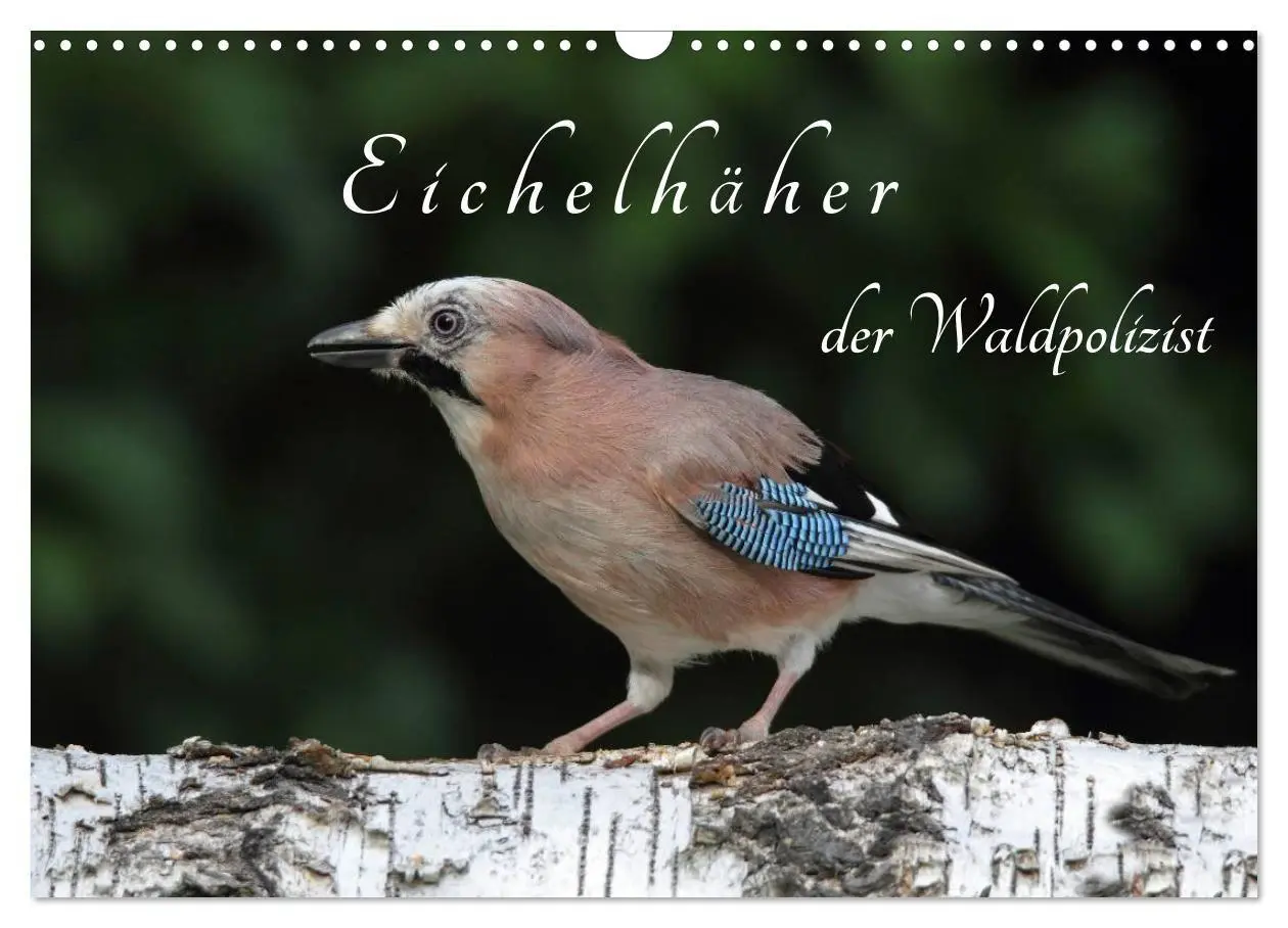 Cover: 9783569970069 | Eichelhäher der Waldpolizist (Wandkalender 2027 DIN A3 quer),...