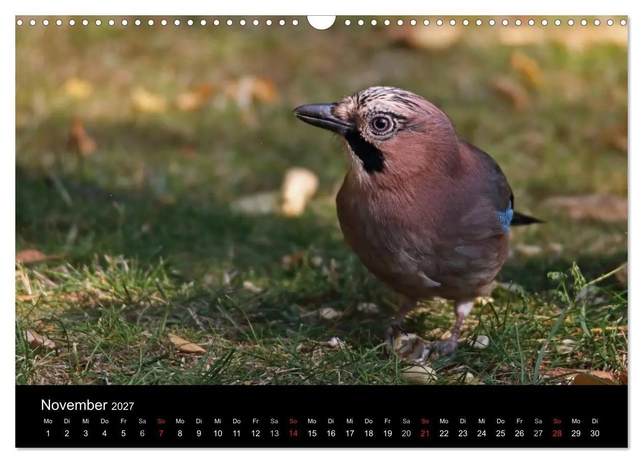 Bild: 9783569970069 | Eichelhäher der Waldpolizist (Wandkalender 2027 DIN A3 quer),...