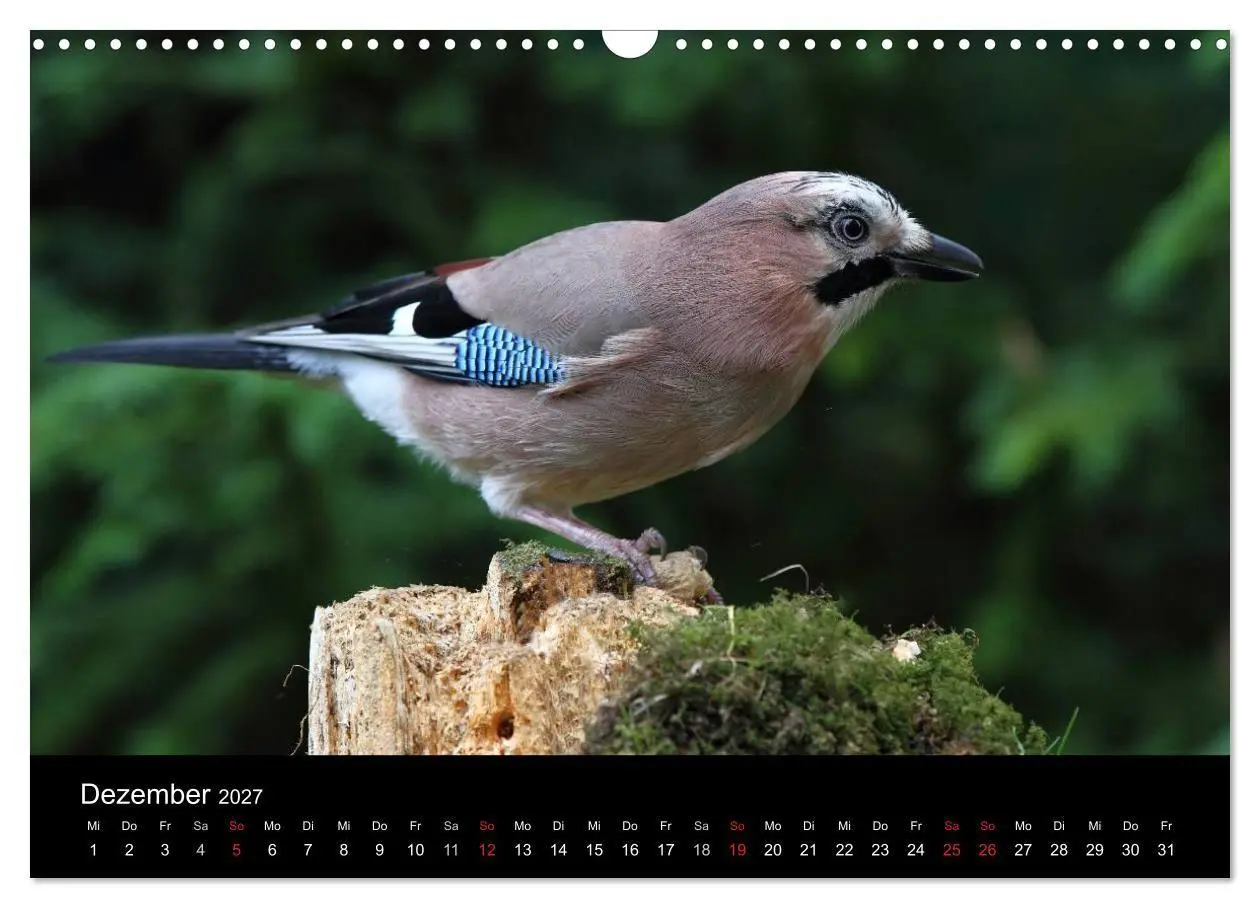 Bild: 9783569970069 | Eichelhäher der Waldpolizist (Wandkalender 2027 DIN A3 quer),...