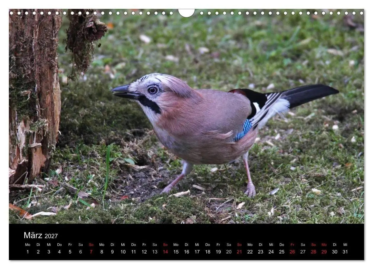 Bild: 9783569970069 | Eichelhäher der Waldpolizist (Wandkalender 2027 DIN A3 quer),...