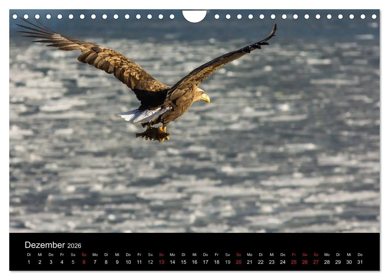 Bild: 9783516180169 | Seeadler - Könige der Lüfte (Wandkalender 2026 DIN A4 quer),...