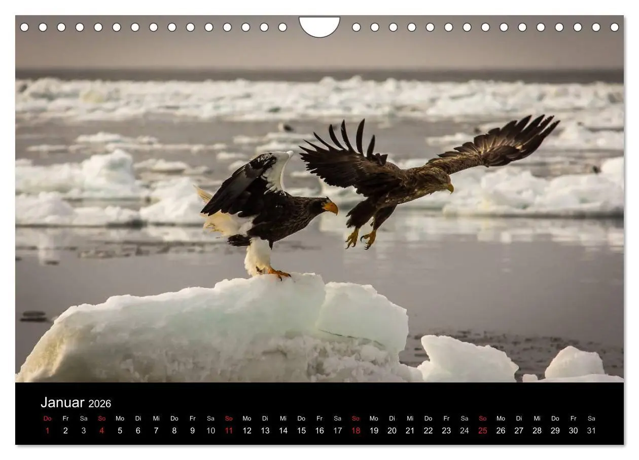 Bild: 9783516180169 | Seeadler - Könige der Lüfte (Wandkalender 2026 DIN A4 quer),...