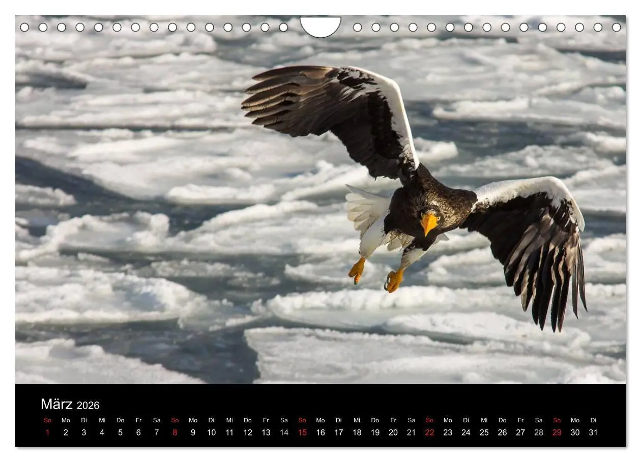 Bild: 9783516180169 | Seeadler - Könige der Lüfte (Wandkalender 2026 DIN A4 quer),...