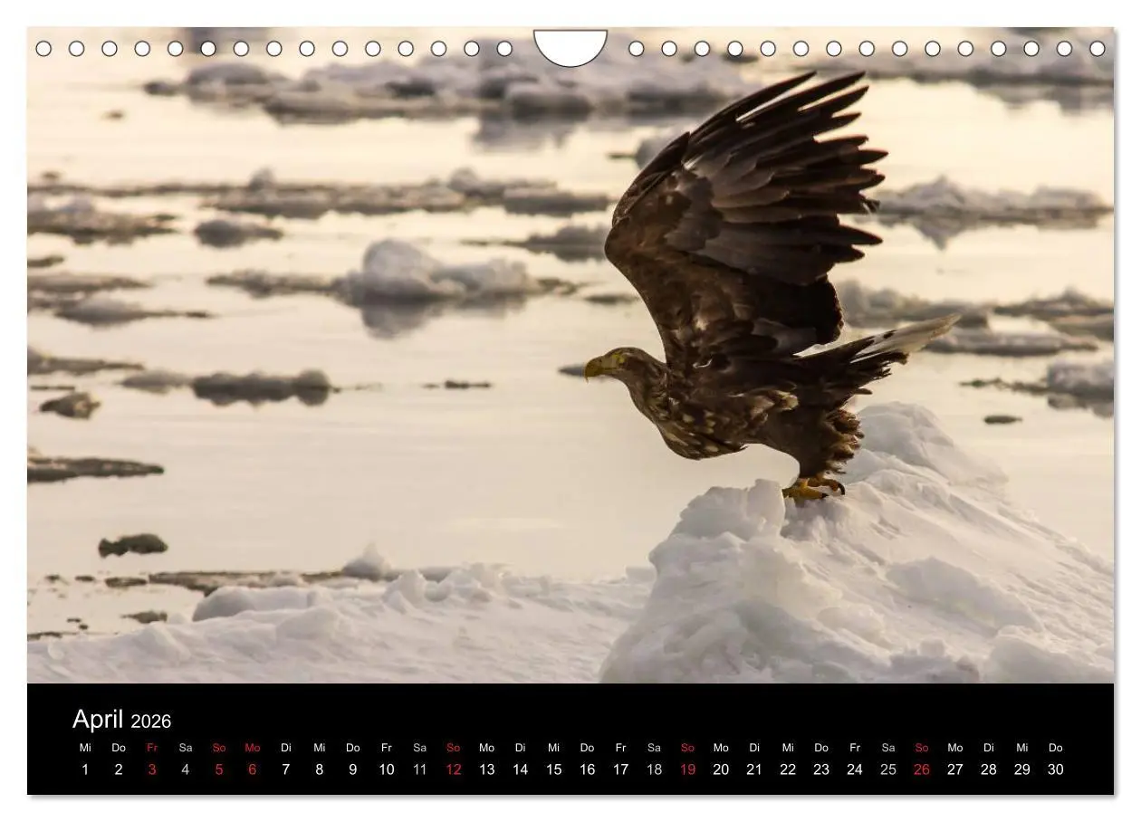 Bild: 9783516180169 | Seeadler - Könige der Lüfte (Wandkalender 2026 DIN A4 quer),...
