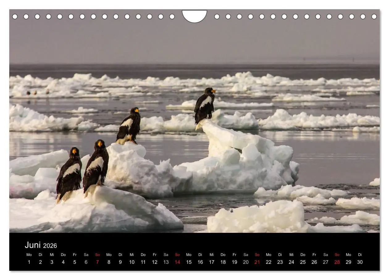 Bild: 9783516180169 | Seeadler - Könige der Lüfte (Wandkalender 2026 DIN A4 quer),...
