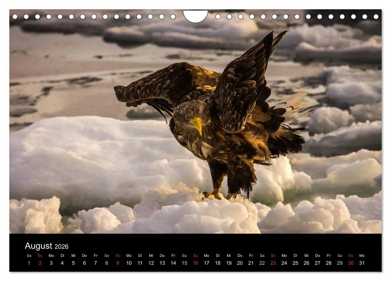 Bild: 9783516180169 | Seeadler - Könige der Lüfte (Wandkalender 2026 DIN A4 quer),...