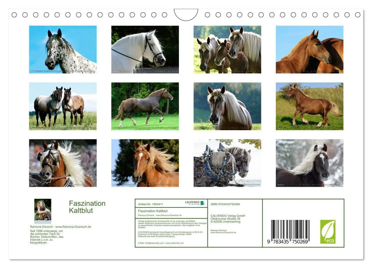Bild: 9783435750269 | Faszination Kaltblut (Wandkalender 2025 DIN A4 quer), CALVENDO...
