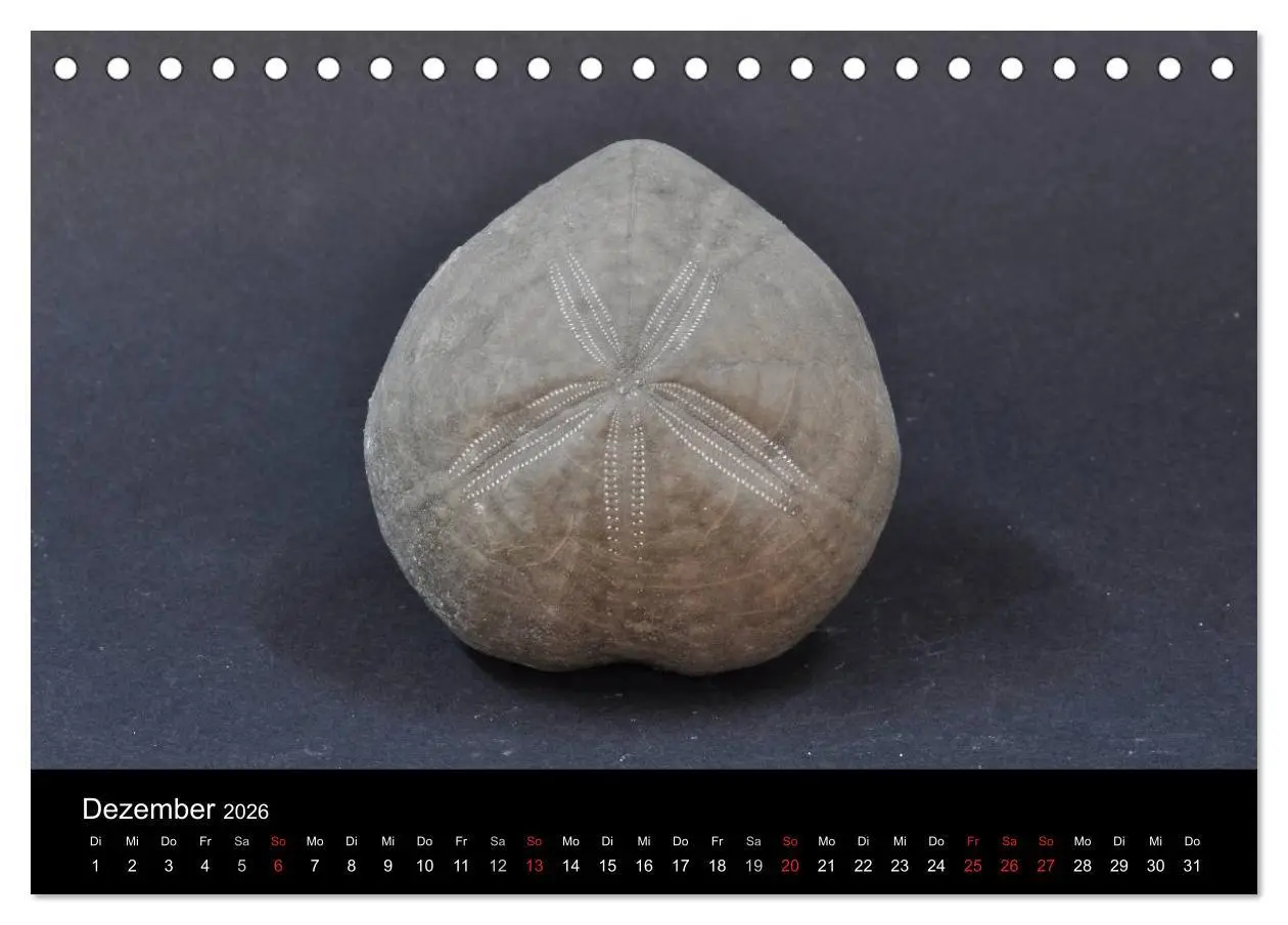 Bild: 9783516170269 | Fossilien - Zeugen der Urzeit (Tischkalender 2026 DIN A5 quer),...