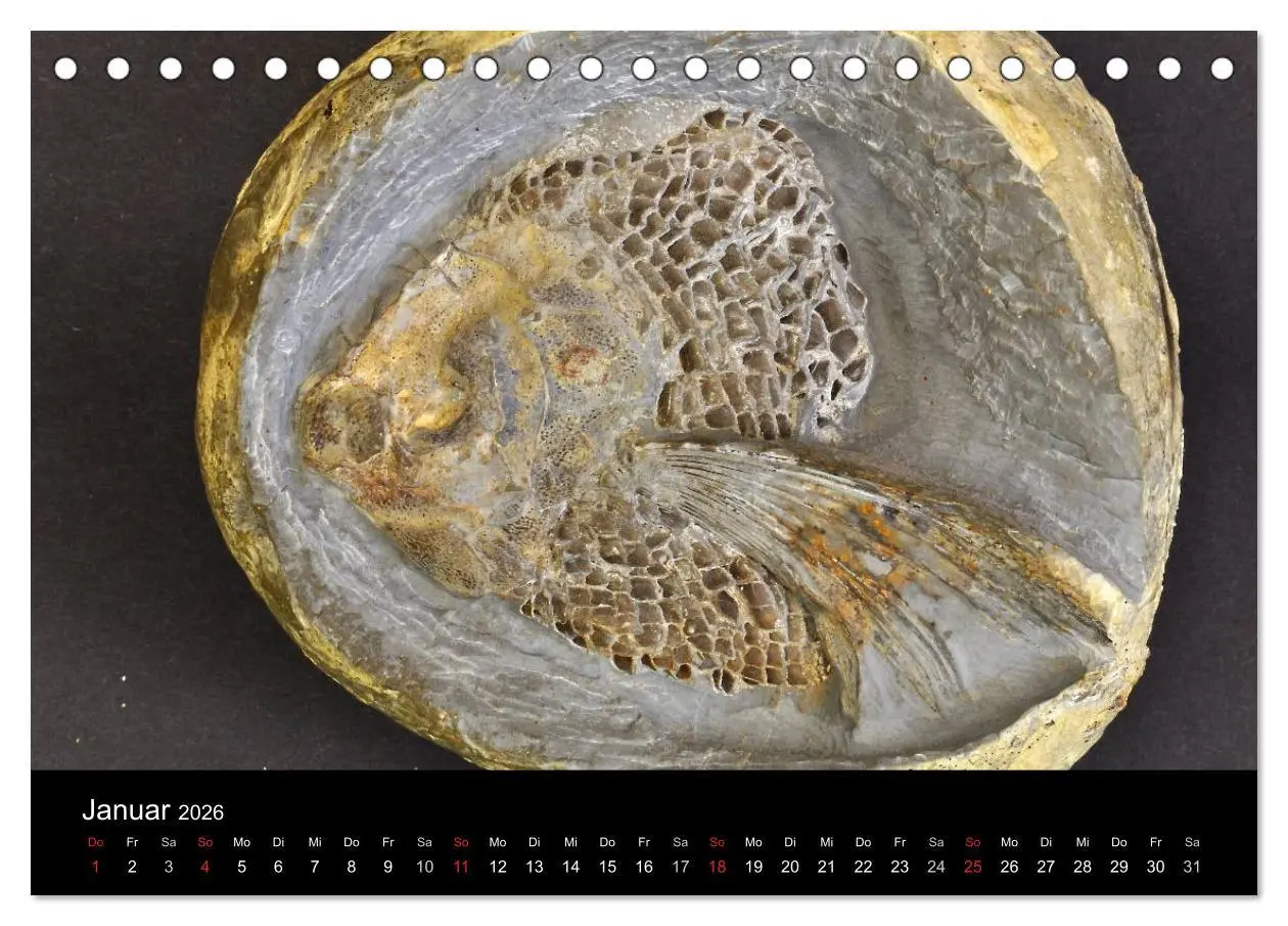 Bild: 9783516170269 | Fossilien - Zeugen der Urzeit (Tischkalender 2026 DIN A5 quer),...