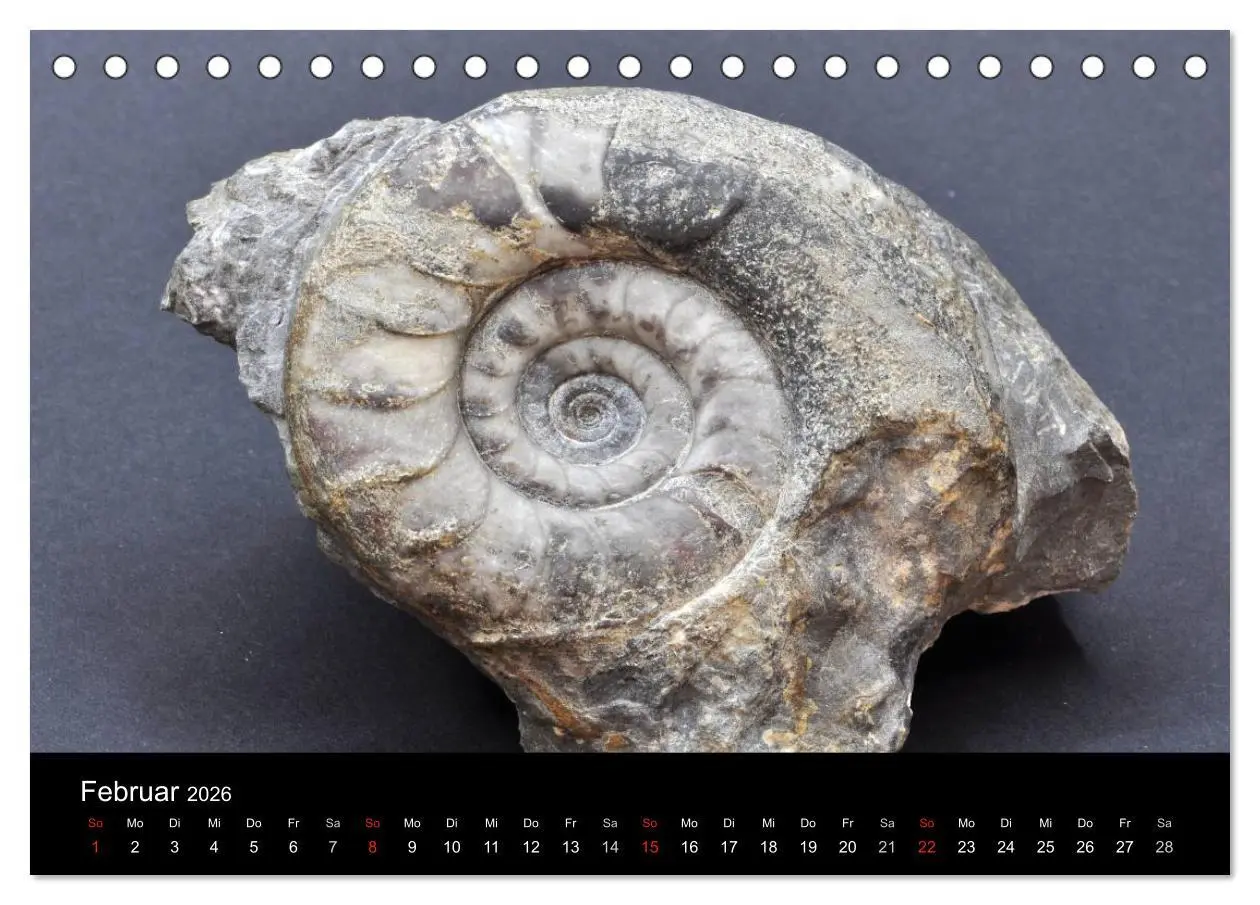 Bild: 9783516170269 | Fossilien - Zeugen der Urzeit (Tischkalender 2026 DIN A5 quer),...