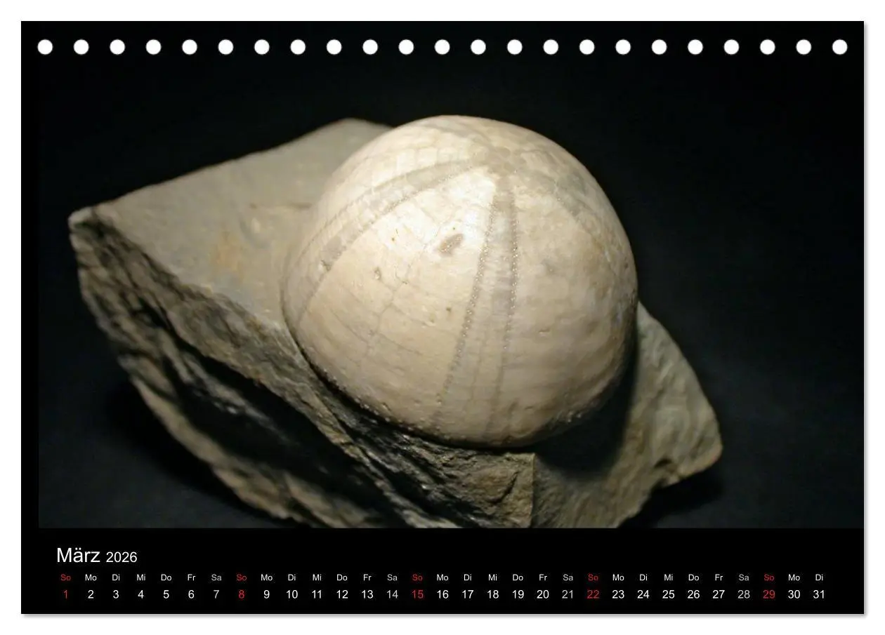 Bild: 9783516170269 | Fossilien - Zeugen der Urzeit (Tischkalender 2026 DIN A5 quer),...