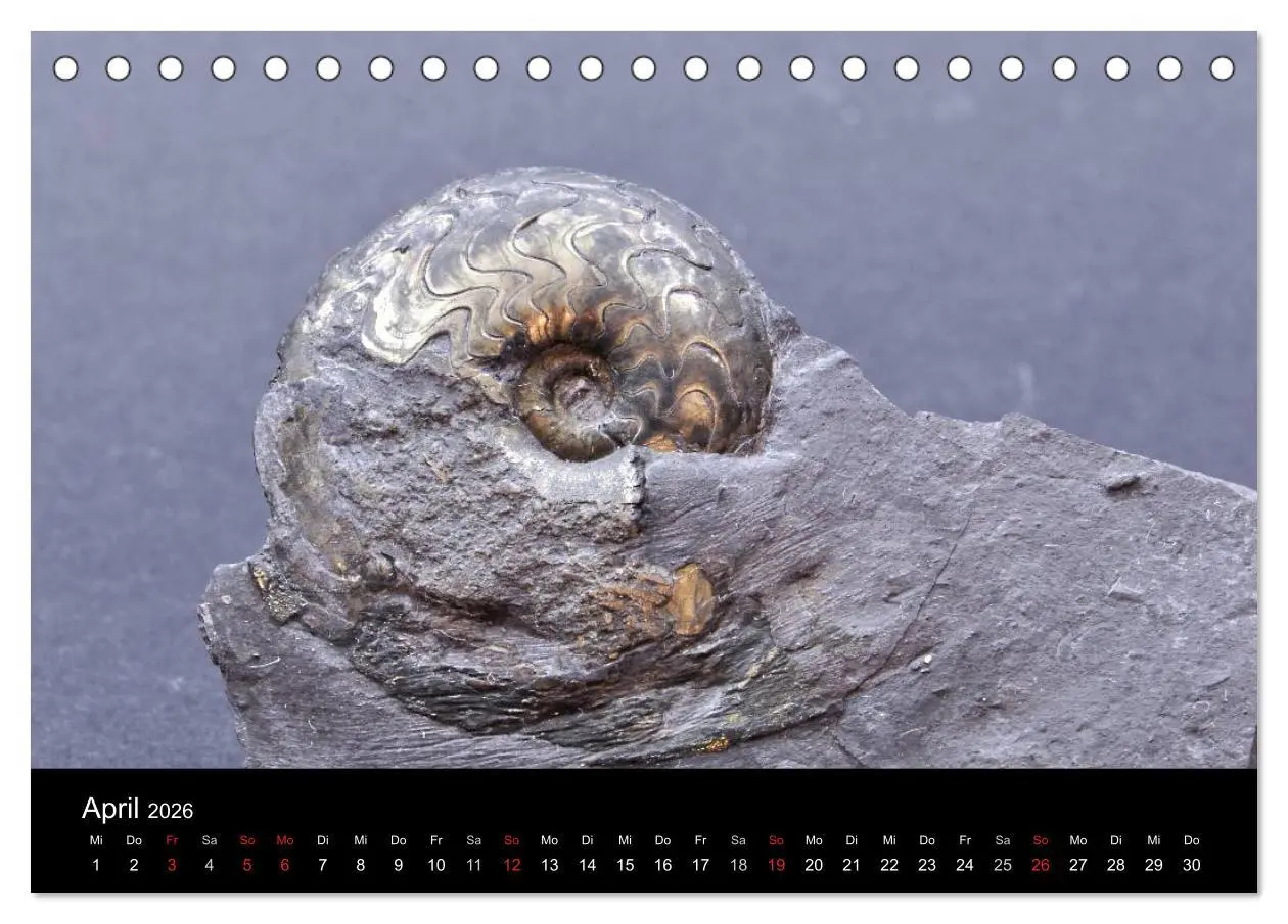 Bild: 9783516170269 | Fossilien - Zeugen der Urzeit (Tischkalender 2026 DIN A5 quer),...