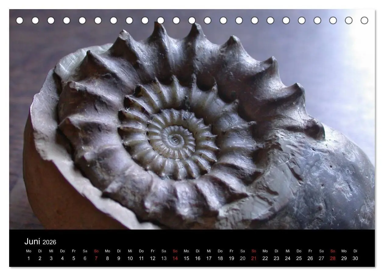 Bild: 9783516170269 | Fossilien - Zeugen der Urzeit (Tischkalender 2026 DIN A5 quer),...