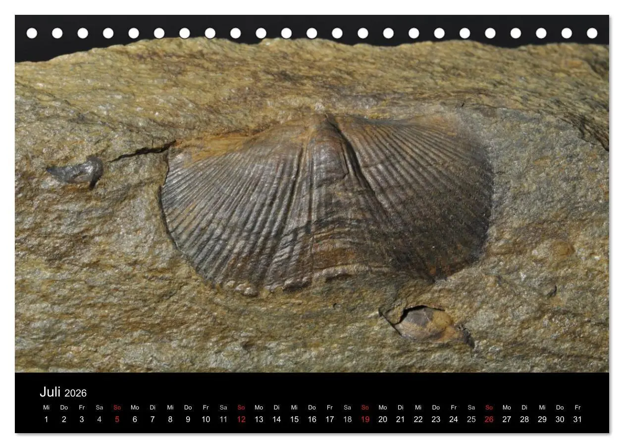 Bild: 9783516170269 | Fossilien - Zeugen der Urzeit (Tischkalender 2026 DIN A5 quer),...