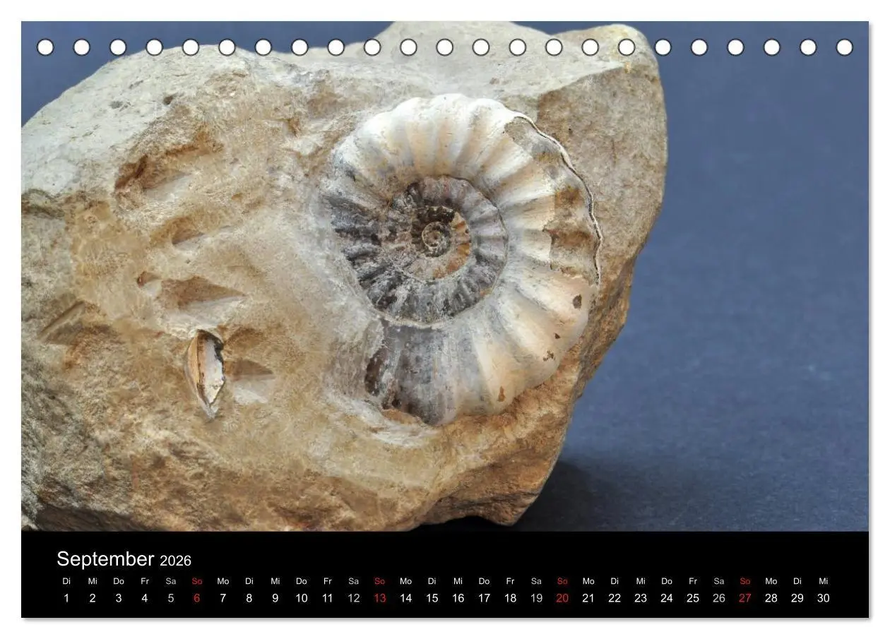 Bild: 9783516170269 | Fossilien - Zeugen der Urzeit (Tischkalender 2026 DIN A5 quer),...