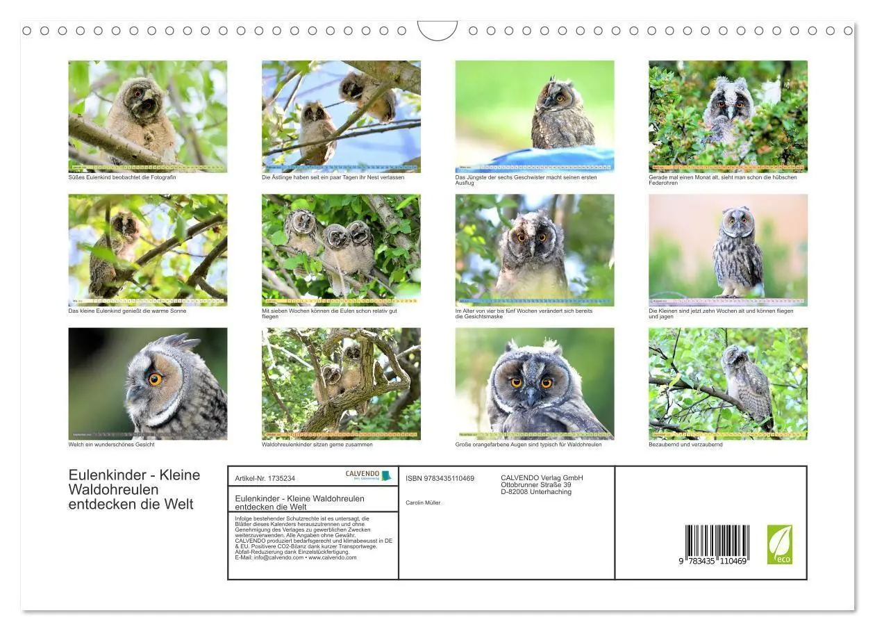 Bild: 9783435110469 | Eulenkinder - Kleine Waldohreulen entdecken die Welt (Wandkalender...