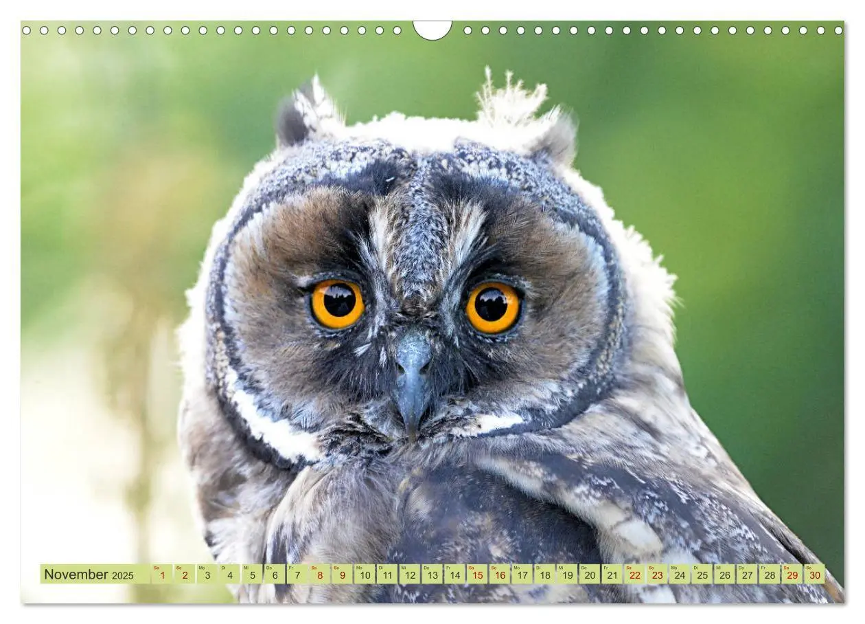 Bild: 9783435110469 | Eulenkinder - Kleine Waldohreulen entdecken die Welt (Wandkalender...