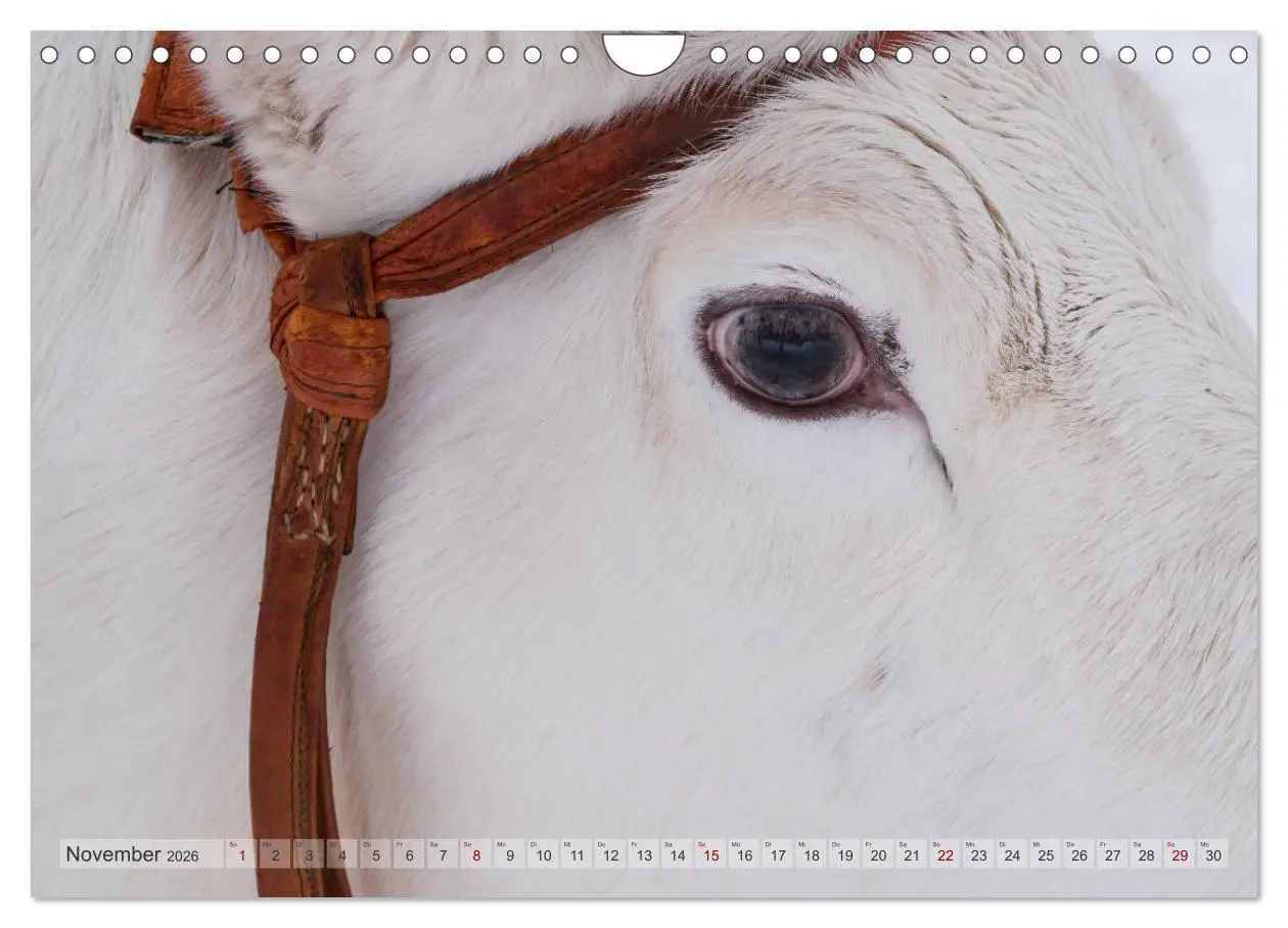 Bild: 9783457670569 | Lappland - Winterwandern Impressionen (Wandkalender 2026 DIN A4...