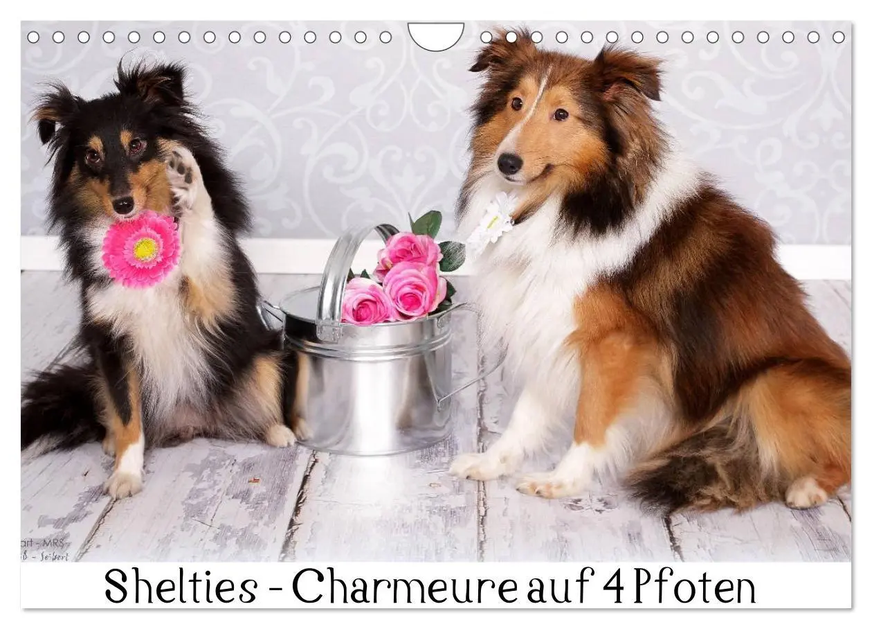 Cover: 9783516140569 | Shelties : Charmeure auf 4 Pfoten (Wandkalender 2026 DIN A4 quer),...
