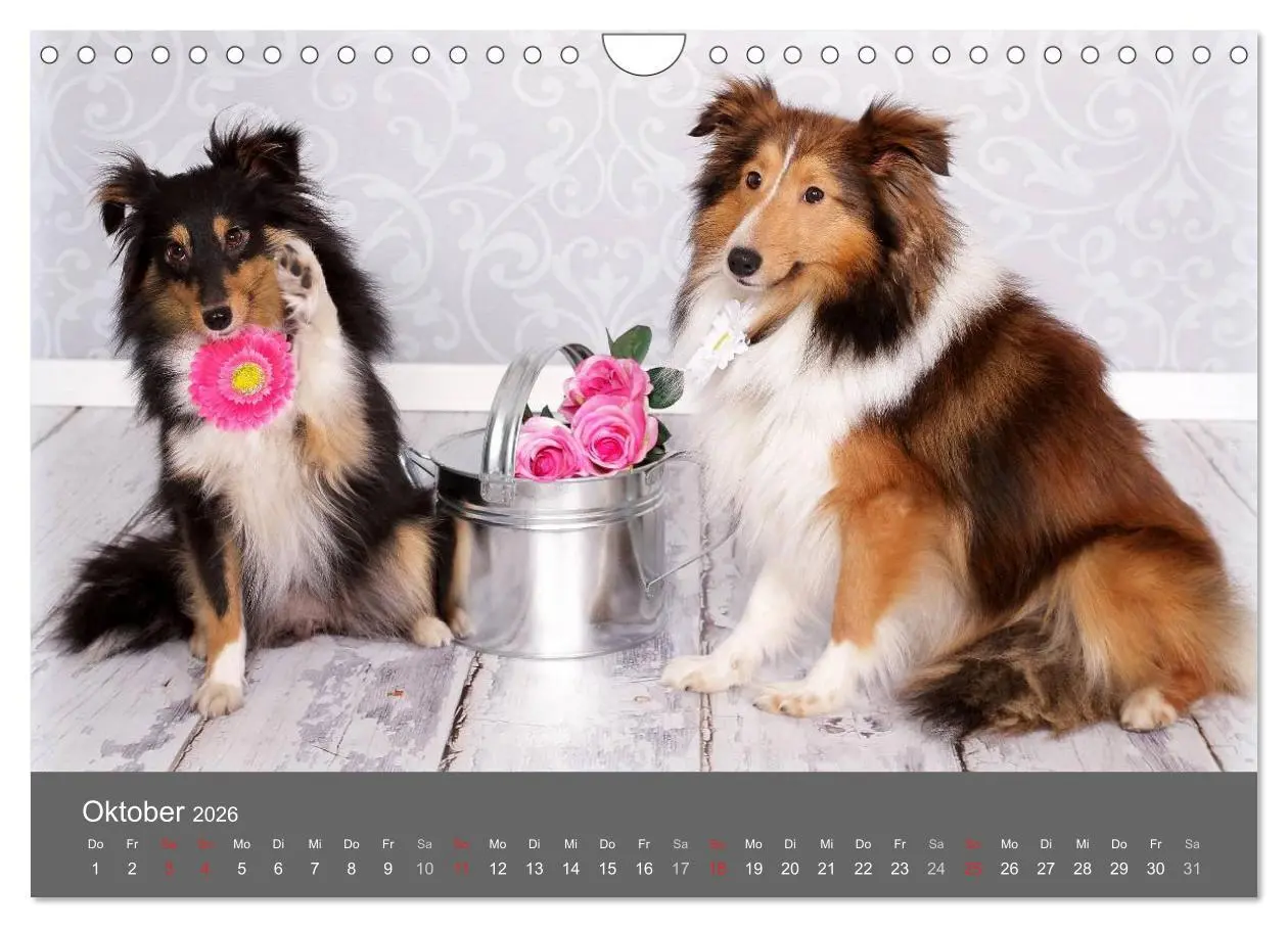 Bild: 9783516140569 | Shelties : Charmeure auf 4 Pfoten (Wandkalender 2026 DIN A4 quer),...