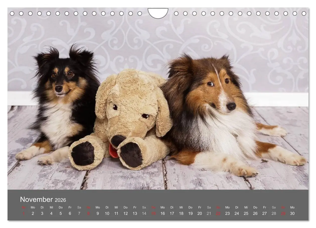 Bild: 9783516140569 | Shelties : Charmeure auf 4 Pfoten (Wandkalender 2026 DIN A4 quer),...
