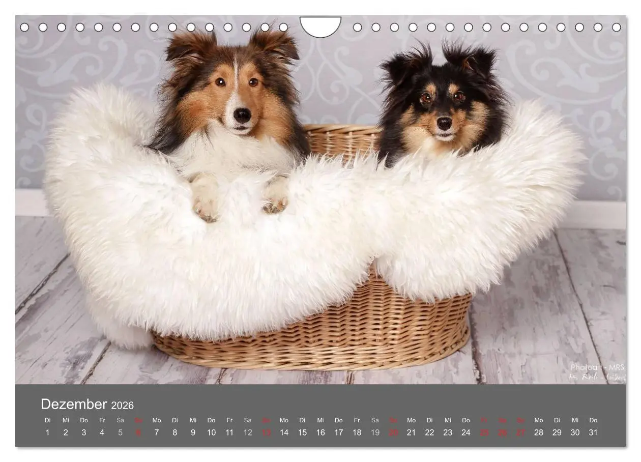 Bild: 9783516140569 | Shelties : Charmeure auf 4 Pfoten (Wandkalender 2026 DIN A4 quer),...
