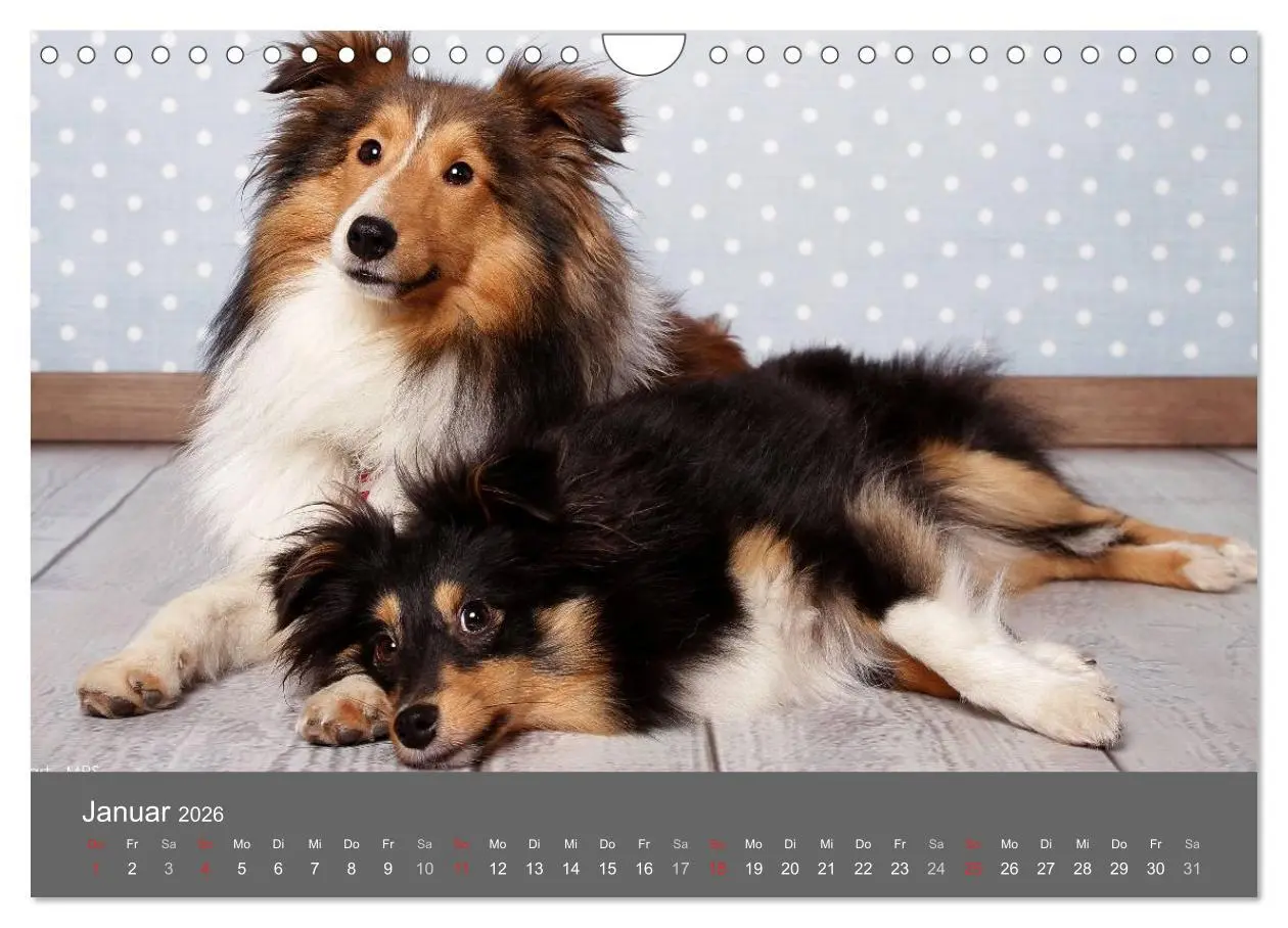 Bild: 9783516140569 | Shelties : Charmeure auf 4 Pfoten (Wandkalender 2026 DIN A4 quer),...