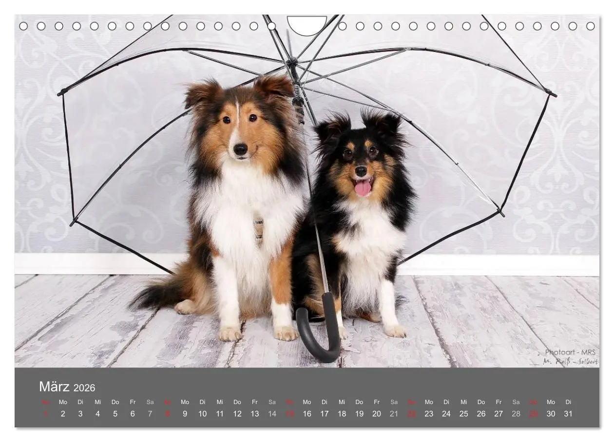 Bild: 9783516140569 | Shelties : Charmeure auf 4 Pfoten (Wandkalender 2026 DIN A4 quer),...