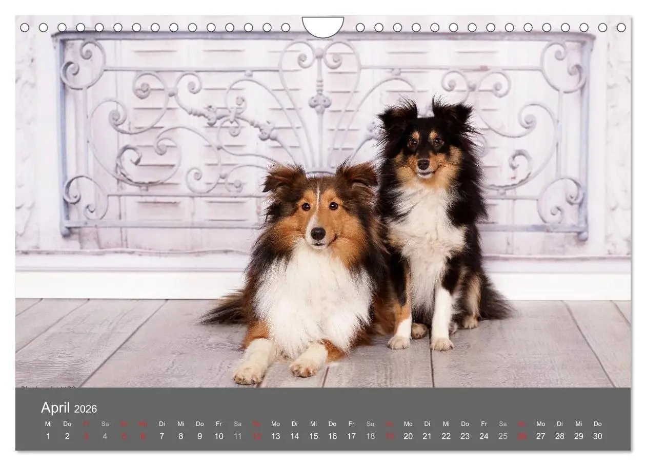 Bild: 9783516140569 | Shelties : Charmeure auf 4 Pfoten (Wandkalender 2026 DIN A4 quer),...
