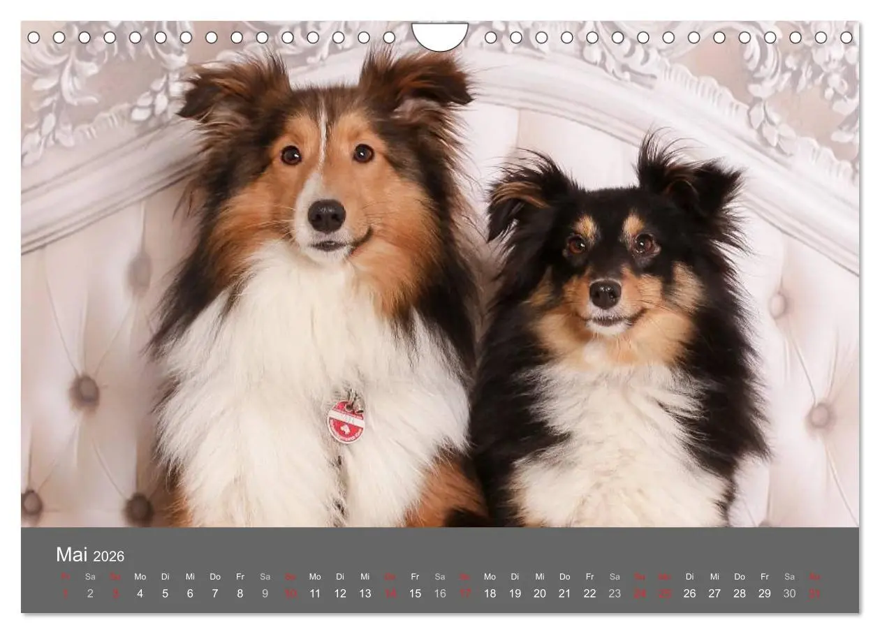 Bild: 9783516140569 | Shelties : Charmeure auf 4 Pfoten (Wandkalender 2026 DIN A4 quer),...