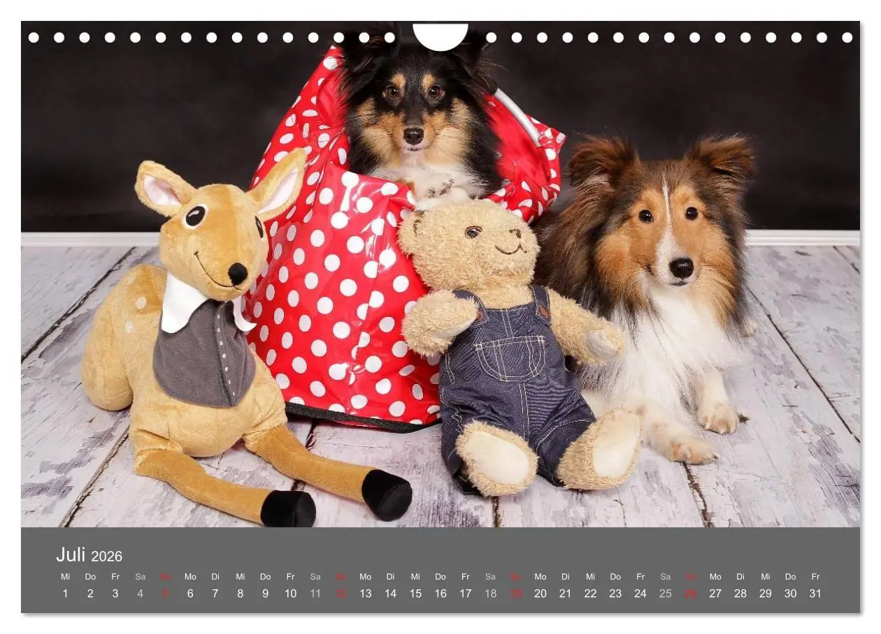 Bild: 9783516140569 | Shelties : Charmeure auf 4 Pfoten (Wandkalender 2026 DIN A4 quer),...