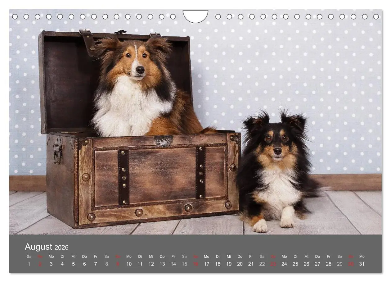 Bild: 9783516140569 | Shelties : Charmeure auf 4 Pfoten (Wandkalender 2026 DIN A4 quer),...