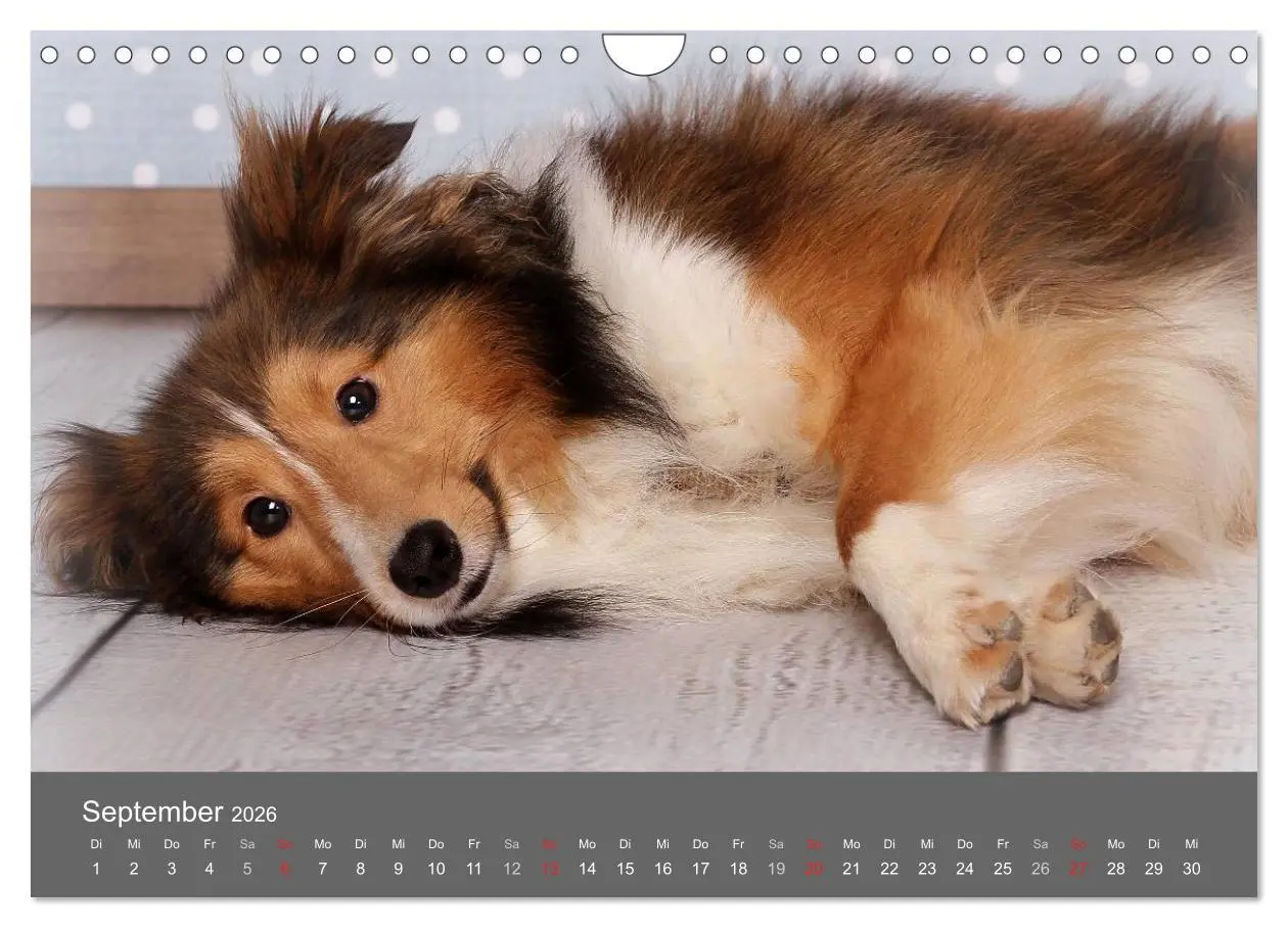 Bild: 9783516140569 | Shelties : Charmeure auf 4 Pfoten (Wandkalender 2026 DIN A4 quer),...