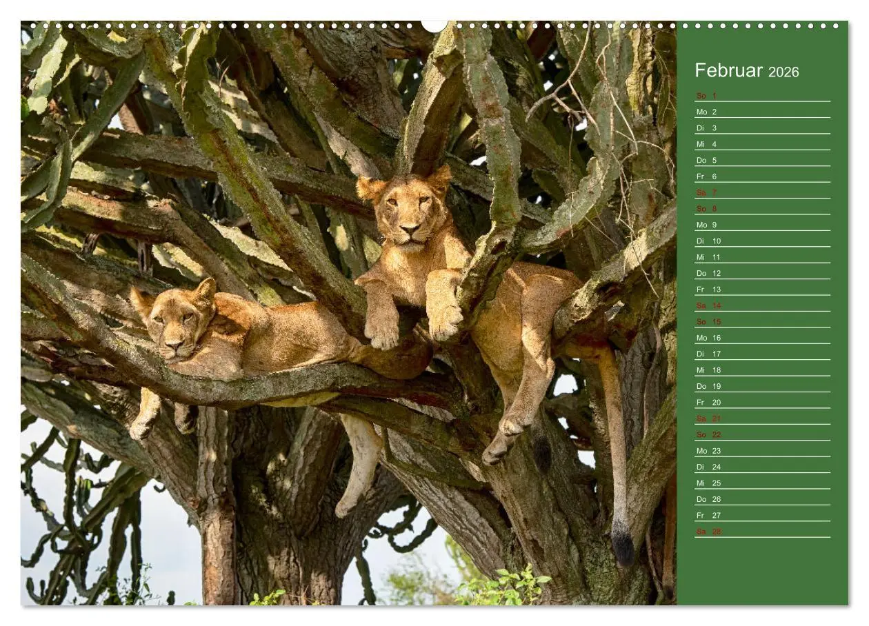 Bild: 9783457590669 | UGANDA - Perle Afrikas (Wandkalender 2026 DIN A2 quer), CALVENDO...